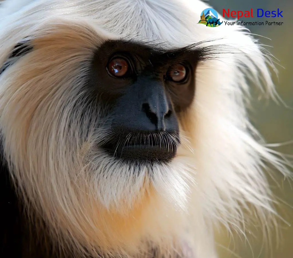 Himalayan Langur | Nepal Desk