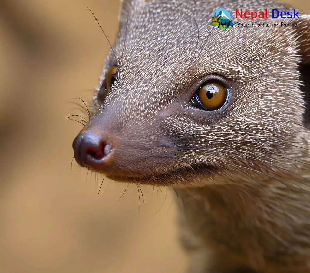 Indian Gray Mongoose in Nepal: A Wildlife Guide | Nepal Desk
