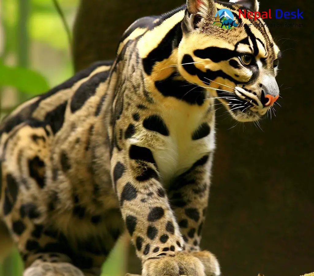 Clouded Leopard | NepalDesk