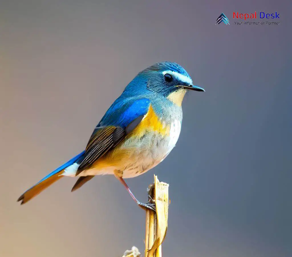 Brown and blue bird, female Red-flanked Bluetail (Tarsiger