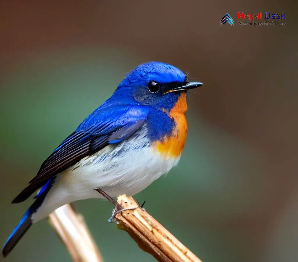 Sapphire Flycatcher: A Gem of the Forest Canopy | Nepal Desk