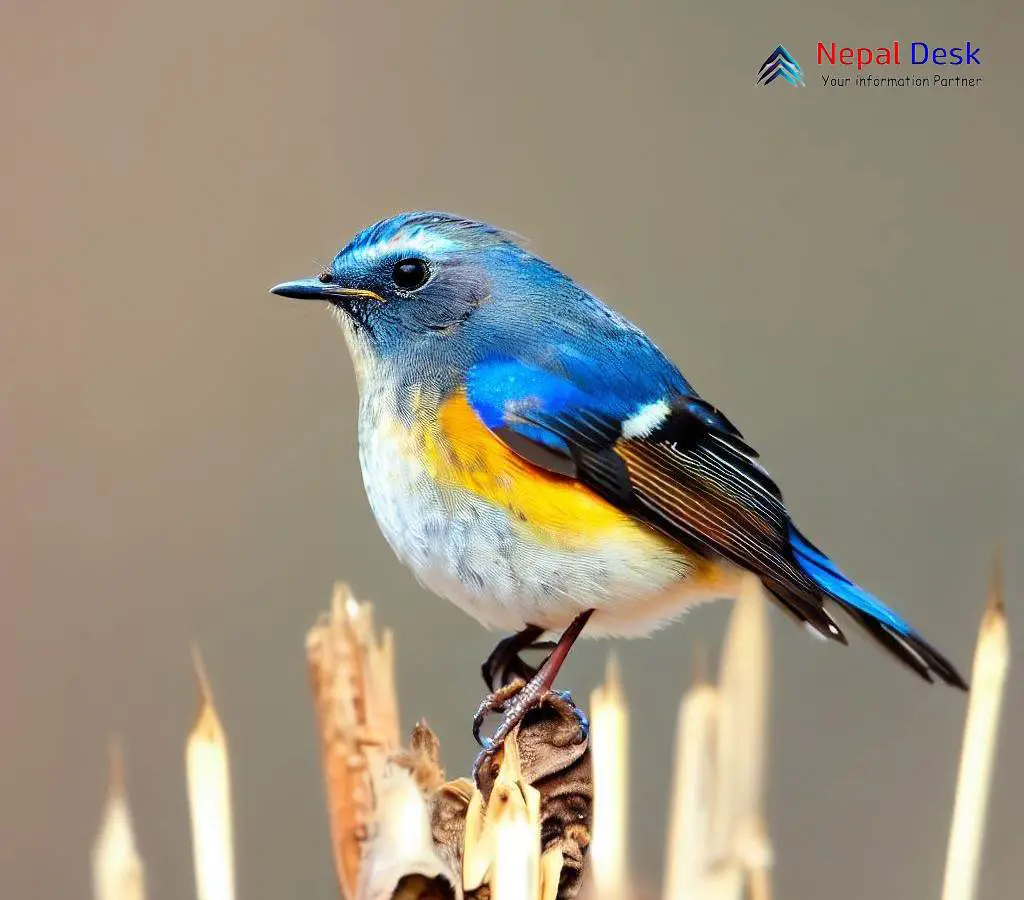 Red-flanked Bluetail (also known as Orange-flanked Bush Robin)