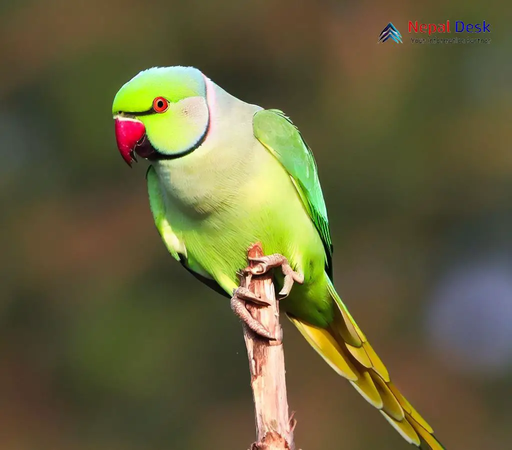 Indian Ringneck Parakeet Green Parrot With Red Beak Stock Photo - Download  Image Now - iStock