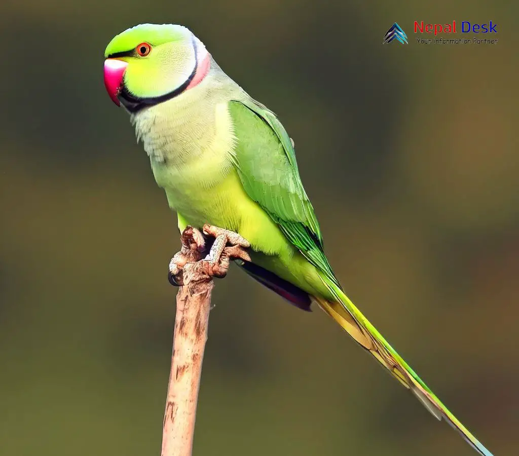 Bird watching in Africa - Rose-ringed Parakeet