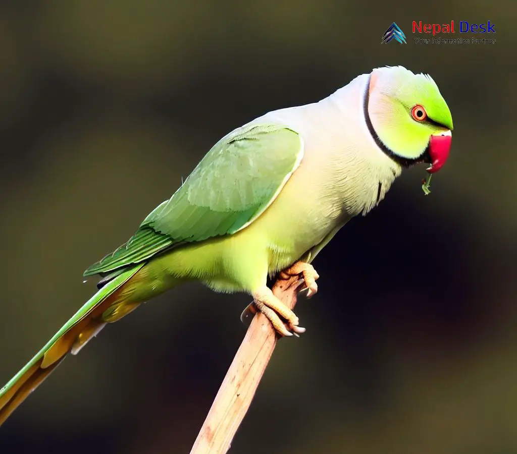 Premium Photo | Rose ringed parakeet male