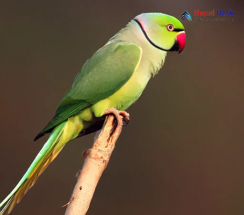 Rose-ringed Parakeet | Audubon Field Guide