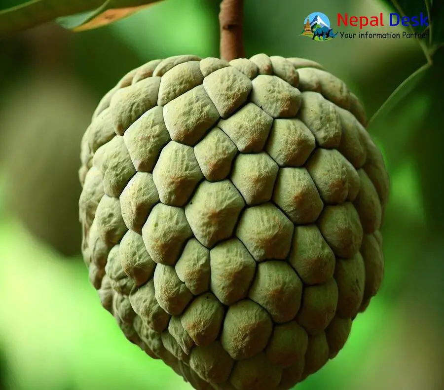 Custard Apple