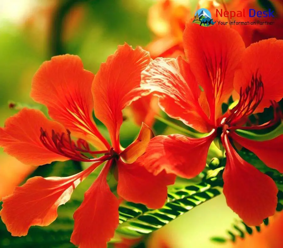 Gulmohar