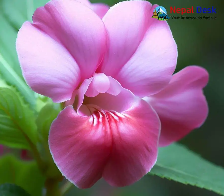 Himalayan Balsam