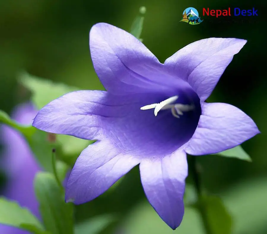 Himalayan Bellflower