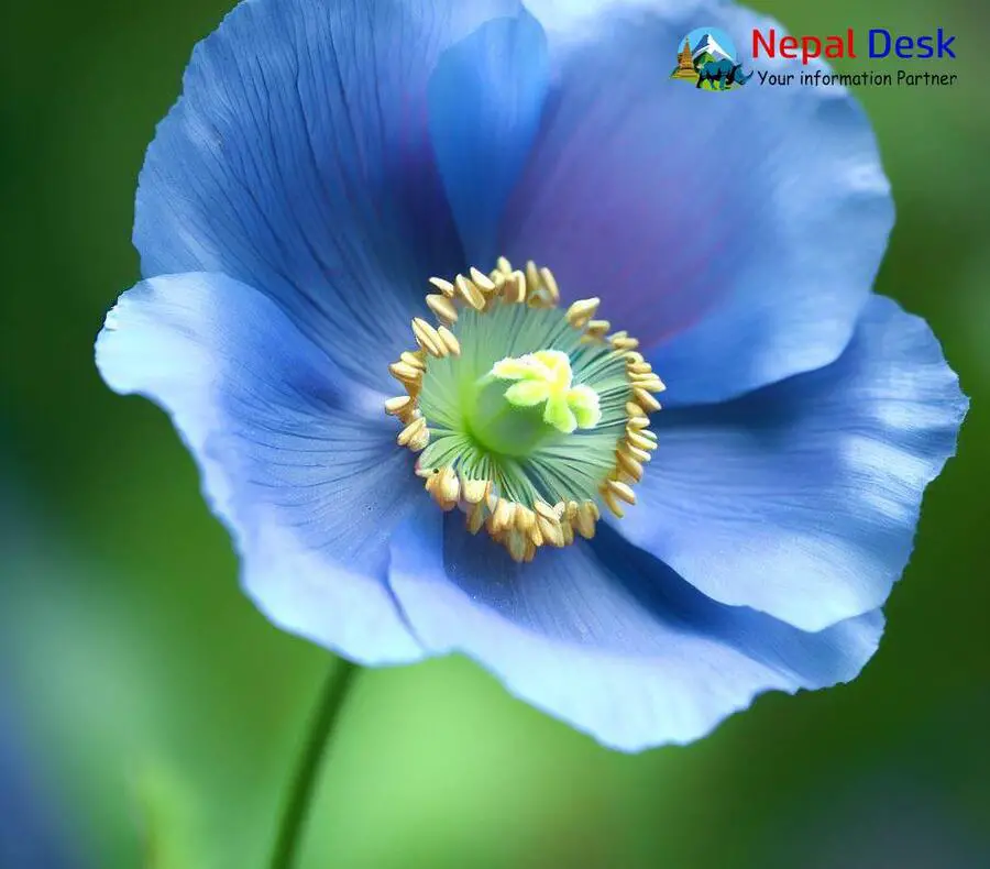 Himalayan Blue Poppy