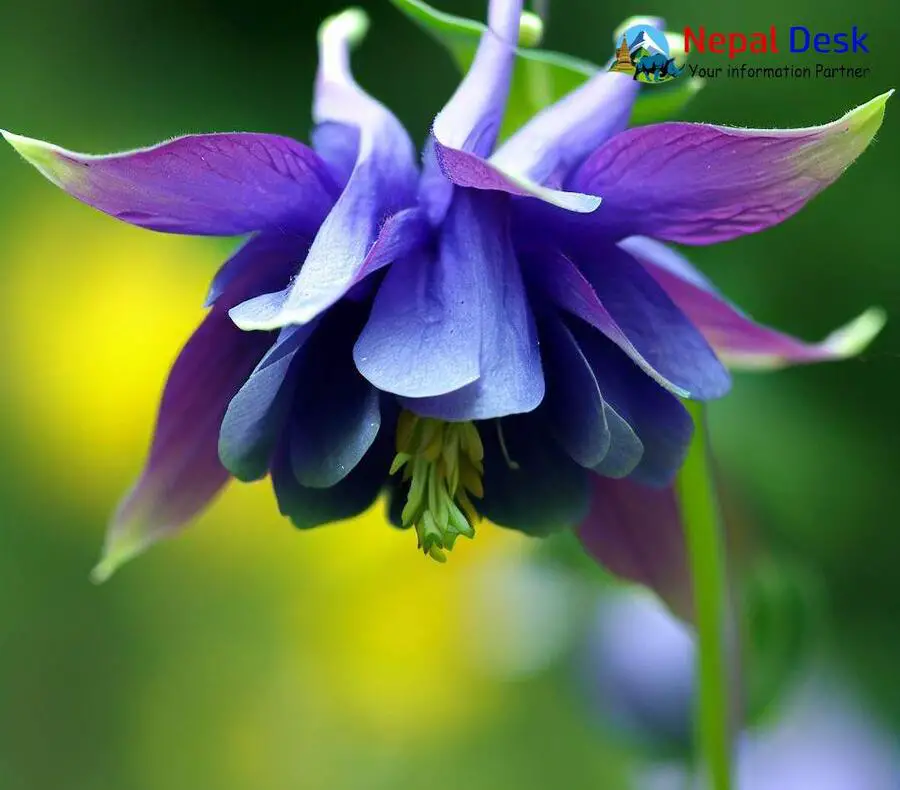 Himalayan Columbine