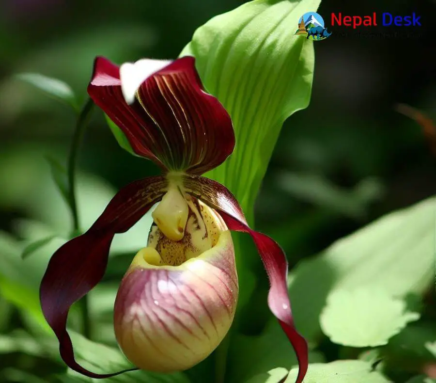 Himalayan Lady Slipper