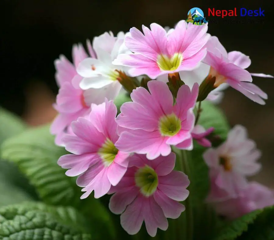 Himalayan Primrose