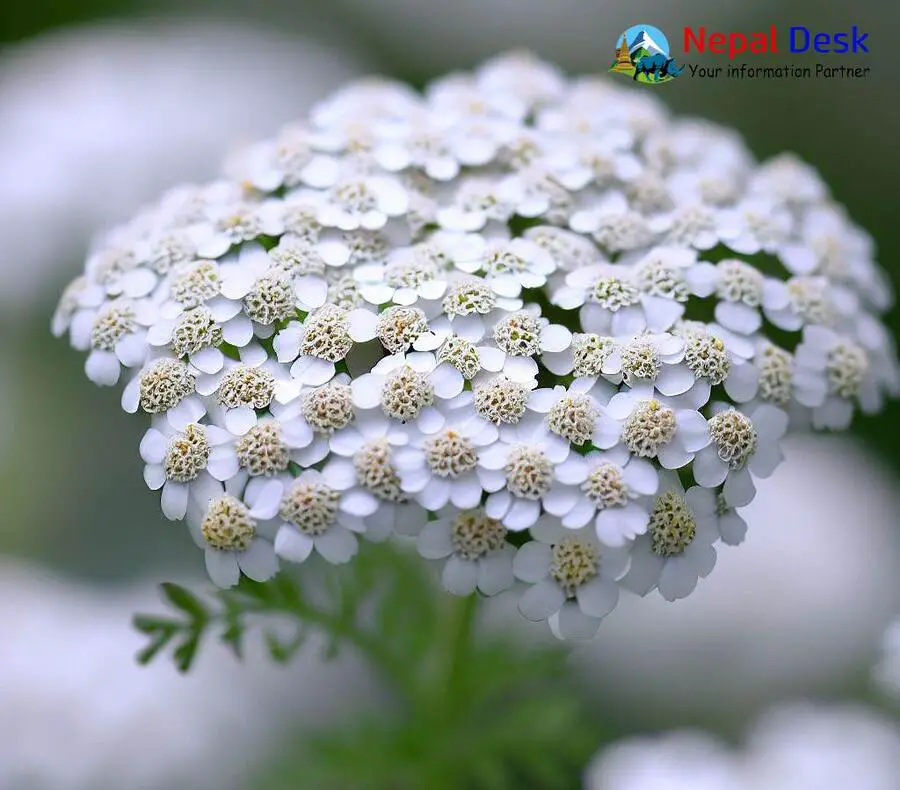 Himalayan Yarrow