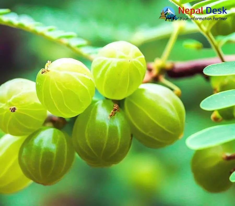 Indian Gooseberry