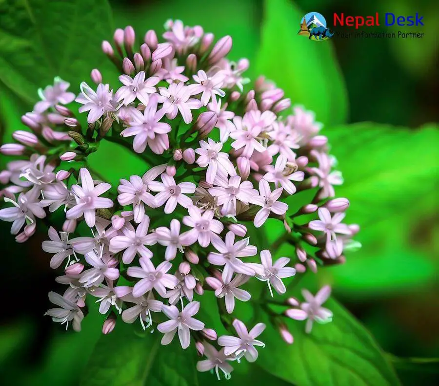 Indian Valerian