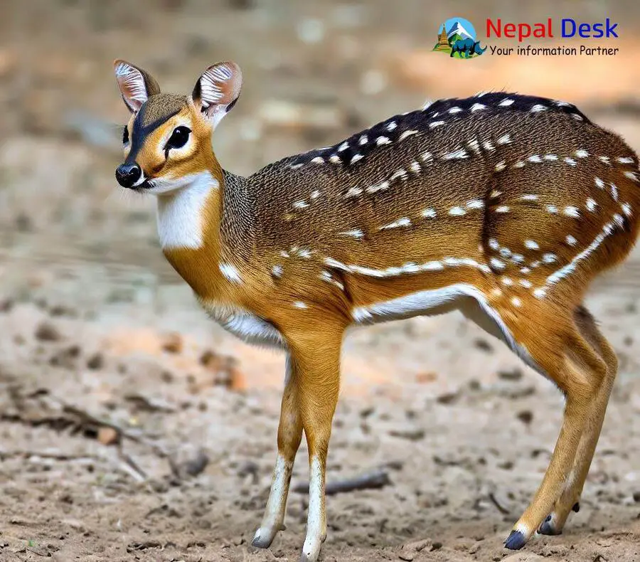 Indian Spotted Chevrotain