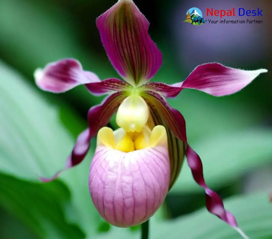 Lady's Slipper Orchid