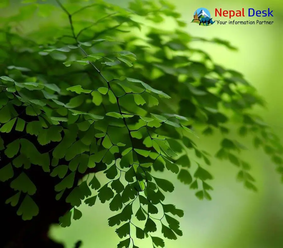 Maidenhair Fern