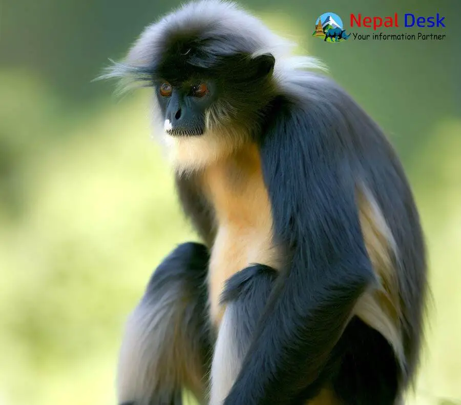 Dusky Leaf Monkey - Facts, Diet, Habitat & Pictures on