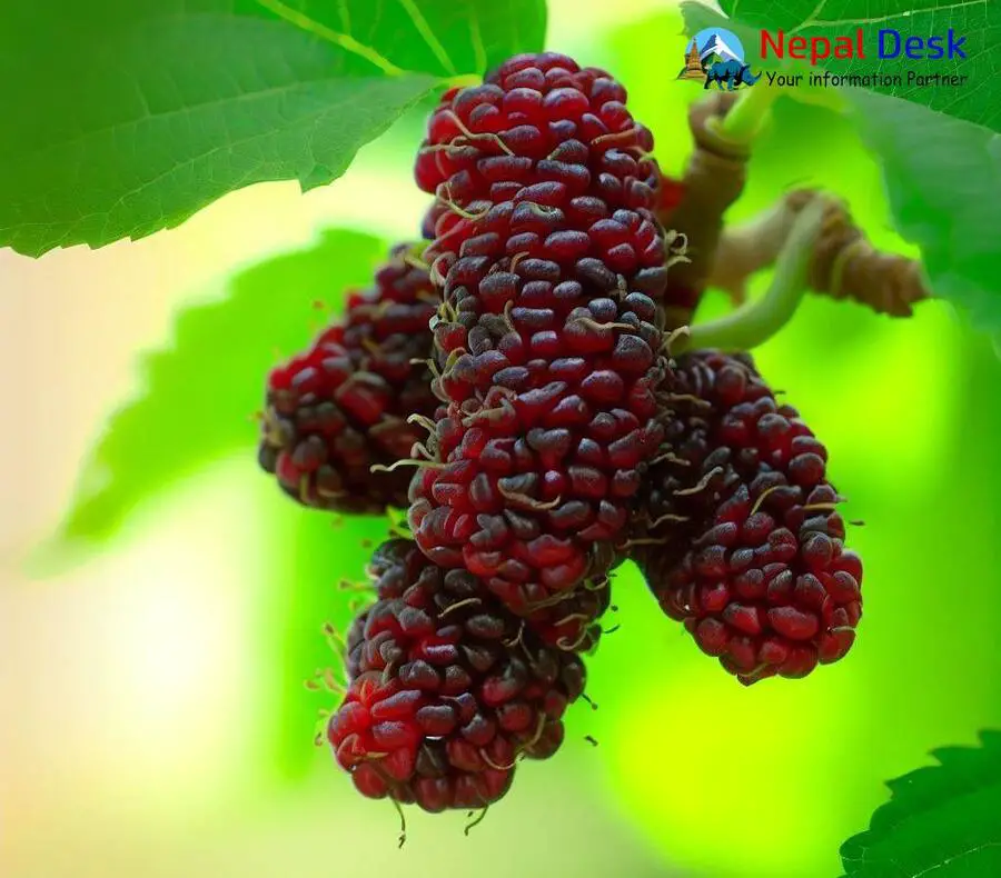 Wild Black Mulberry