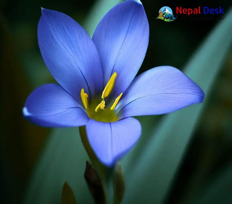 Nepal Satin Flower