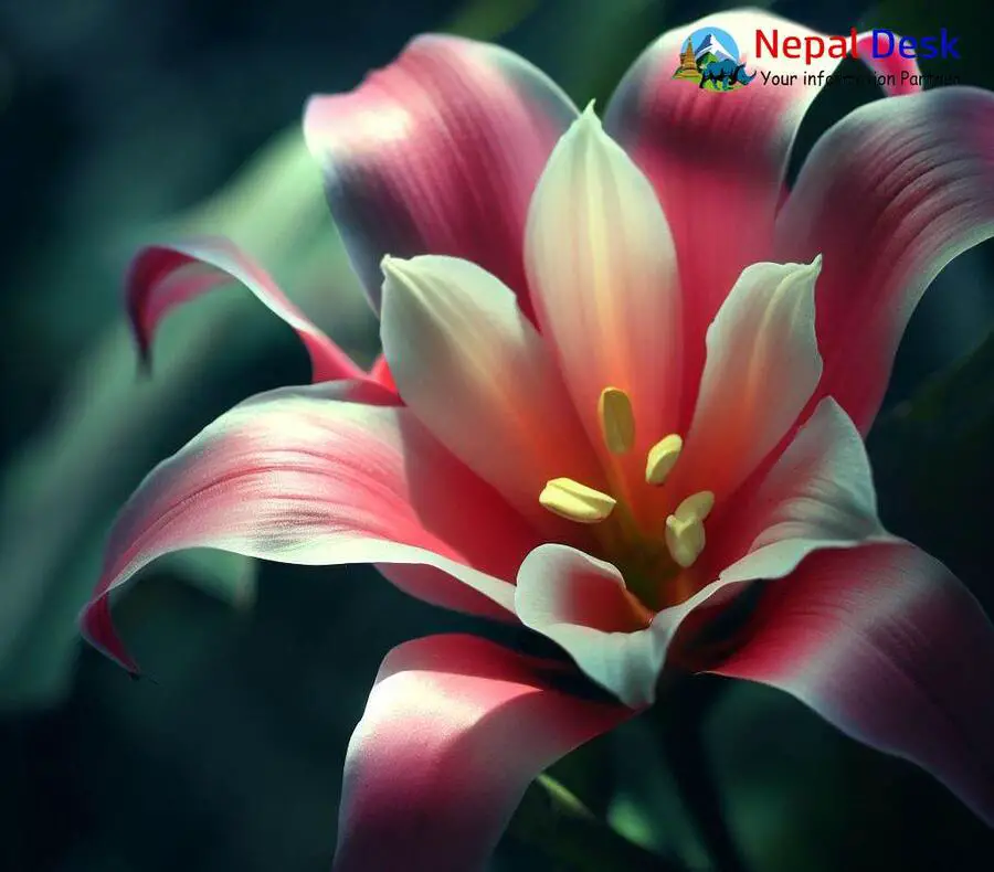 Nepalese lily