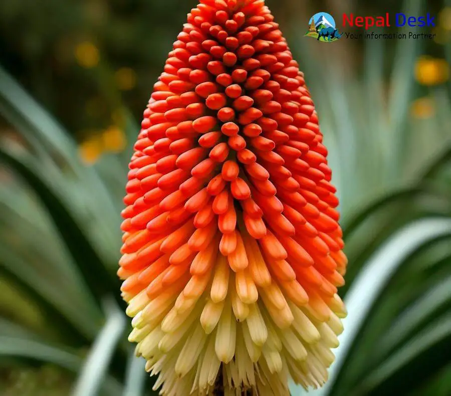 Red Hot Poker