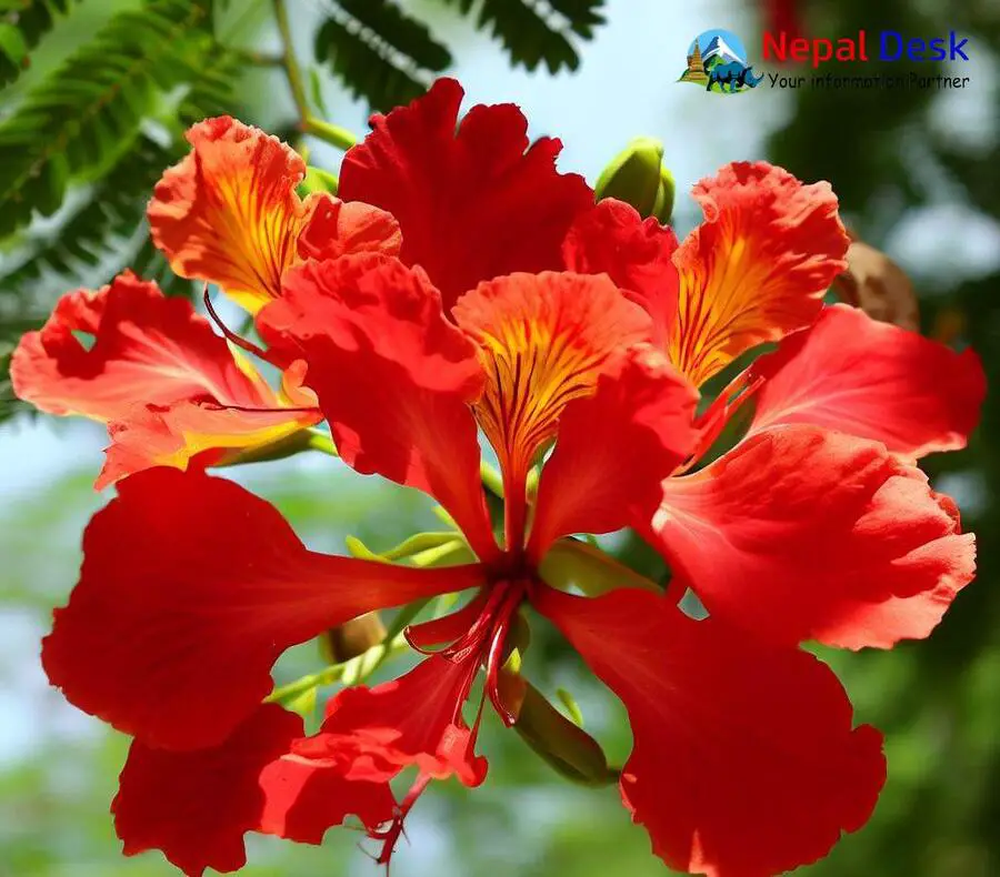 The Flamboyant | Nepal Desk