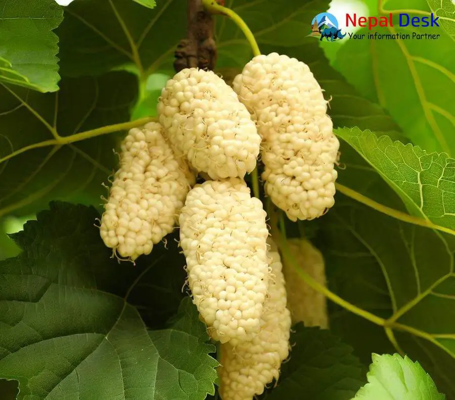 Wild White Mulberry