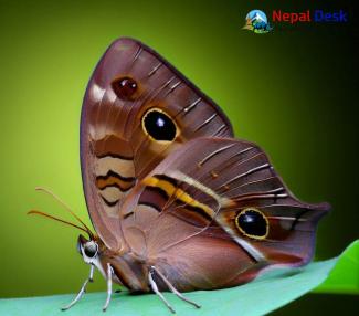 Himalayan Treebrown