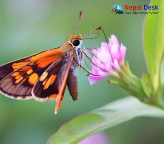 Indian Skipper