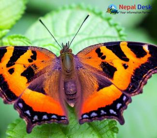 Indian Tortoiseshell