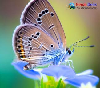 Lesser Grass Blue