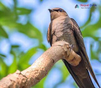 Asian Palm Swift - Cypsiurus balasiensis