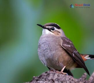 Asian Stubtail - Urosphena squameiceps