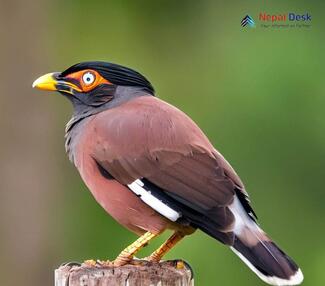 Bank Myna - Acridotheres ginginianus