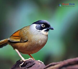 Black-faced Laughingthrush - Trochalopteron affine