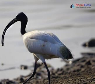 Black-headed Ibis - Threskiornis melanocephalus