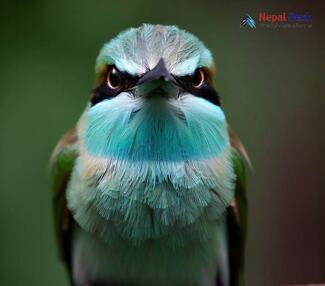 Blue-bearded Bee-eater Nyctyornis athertoni