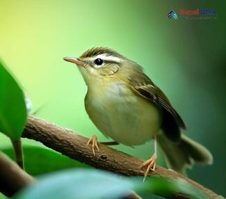 Blyth's Leaf Warbler Phylloscopus reguloides