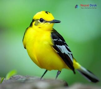 Citrine Wagtail_Motacilla citreola