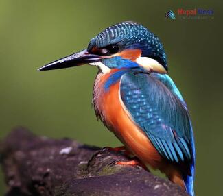 Common Kingfisher Alcedo atthis