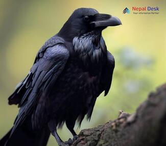 Common Raven Corvus corax