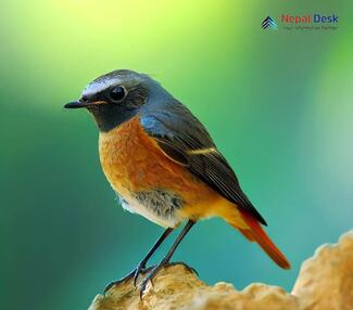 Common Redstart Phoenicurus phoenicurus