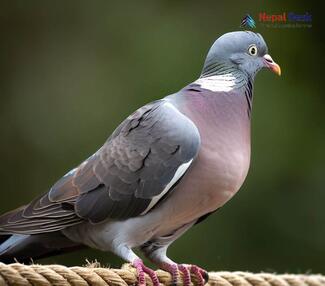 Common Wood Pigeon Columba palumbus