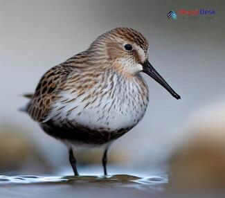 Dunlin_Calidris alpina