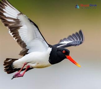 Eurasian Oystercatcher_Haematopus ostralegus