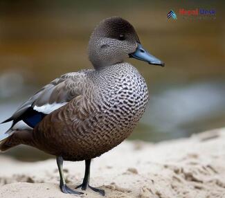 Gadwall - Mareca strepera